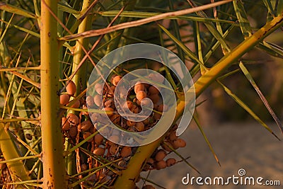 Closeup of Phoenix canariensis, pineapple palm with fruits. Stock Photo
