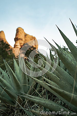Closeup photo of Agave (monocots) plant in Boynton Canyon Sedona Stock Photo