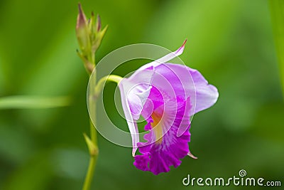 Closeup photo of bamboo orchid flower in white pink with blurred green background Stock Photo