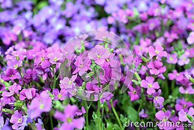 Pink violet flowers background Stock Photo