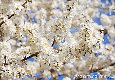 Closeup Photo of branches blooming fruit tree/ cherry tree. Stock Photo