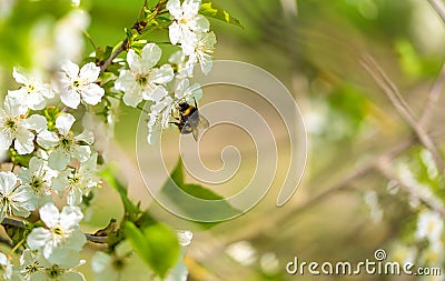 Closeup photo of a bumble bee on flower Stock Photo