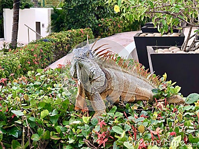 Mexican Iguana Sunning Himself in Mexico Stock Photo