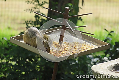 Closeup photo of a cute yellow squirrel eating seeds from a metal spiked bird feeder Stock Photo