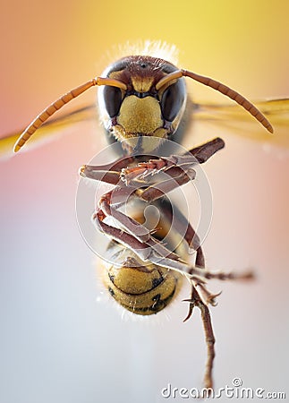 Closeup photo of an european hornet Stock Photo