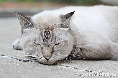 A closeup photo of a fat sleeping lynx-point siamese cat Stock Photo