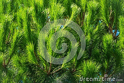 Closeup photo of green needle pine tree. Small pine cones at the end of branches. Blurred pine needles in background Stock Photo