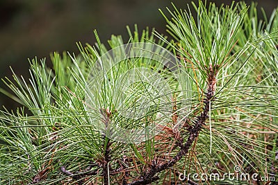 Closeup photo of green needle pine tree. Small pine cones at the end of branches. Blurred pine needles in background Stock Photo