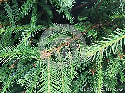 Closeup photo of the green pine tree background Stock Photo