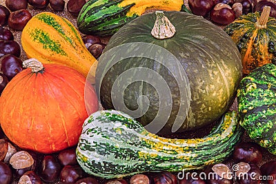 Closeup photo of a group of decorative pumpkins and chestnuts. Autumn harvest Stock Photo