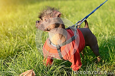 Closeup photo of a hairless dog Stock Photo