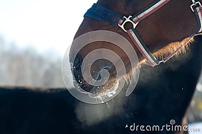 Closeup photo of horse snort Stock Photo