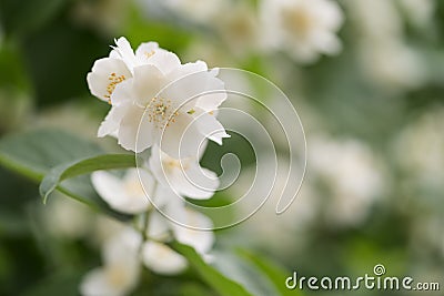 Closeup photo of jasmine flowers in garden with some copy space Stock Photo