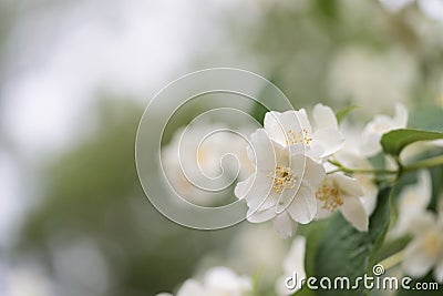 Closeup photo of jasmine flowers in garden with some copy space Stock Photo