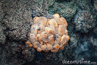 Closeup photo of Kuehneromyces mutabilis mushroom on a tree trunk in forest Stock Photo