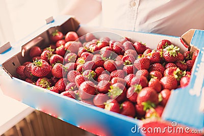 Man carrying a large box of strawberries Stock Photo