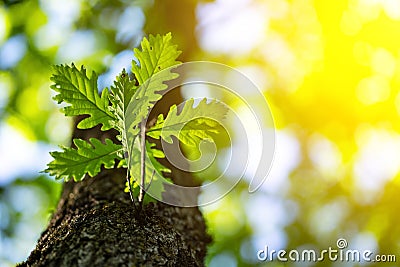 Closeup photo of leaves in the forest under sun, captured by spring or early summer. Ecology and tranquility concept. Stock Photo