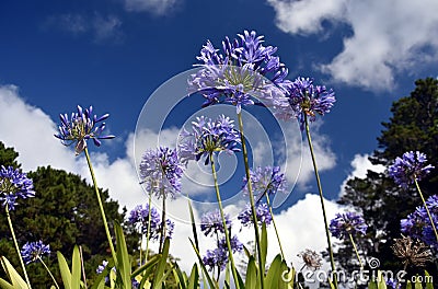 Closeup photo of Lily of the Nile, also called African Blue Lily flower Stock Photo