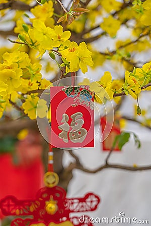 Closeup photo of lucky money hanging on apricot blossom tree Stock Photo