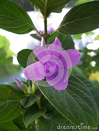Closeup photo of a purple Philippine Violet Stock Photo