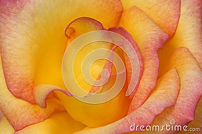 Closeup photo of rose flower Stock Photo