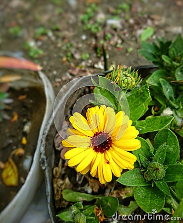 Closeup photo of yellow flowers in the garden, isolated. Partiality Blurred background Stock Photo