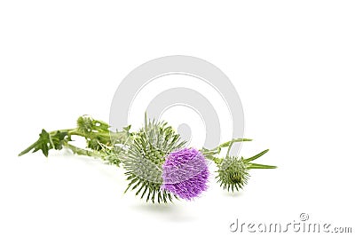 Flower of Bull Thistle Stock Photo