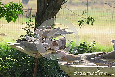 Closeup of a flock of grey doves eating from a bird feeder and drinking water from a bird bath Stock Photo