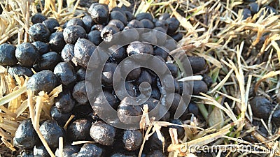 A closeup photograph of a pile of sheep poop. The manure pellets shine in the sun Stock Photo
