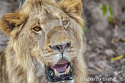 Closeup photograph of a young male lion snarling and looking intimidating. Stock Photo