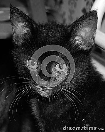 A close up portrait in black and white of a tiny black kitten Stock Photo