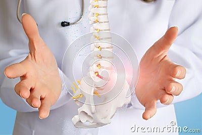 An artificial spine model with pelvis unit between doctor hands Stock Photo