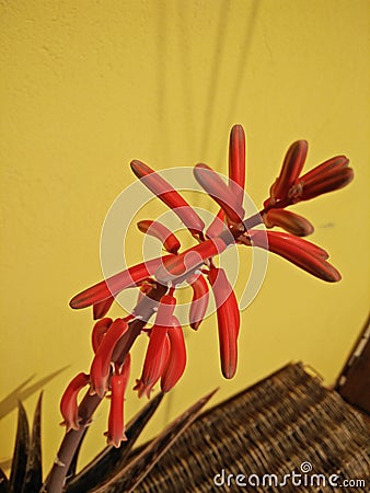 A closeup pic of a colorful flower of aloe Dorotea Stock Photo
