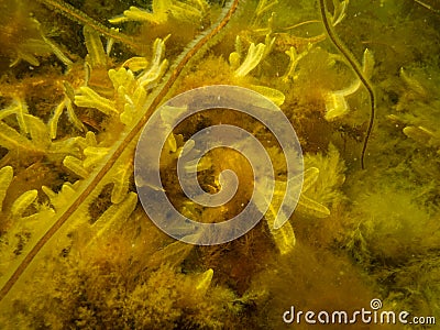 Closeup picture of Fucus vesiculosus, known by the common names bladderwrack, black tang, rockweed, bladder fucus, sea Stock Photo