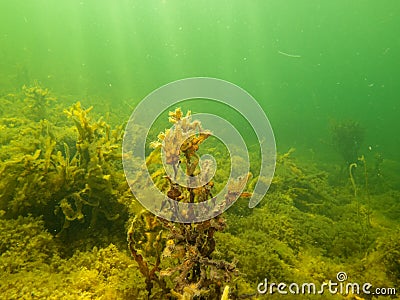 Closeup picture of Fucus vesiculosus, known by the common names bladderwrack, black tang, rockweed, bladder fucus, sea Stock Photo