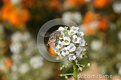 Closeup of hoverfly on a flower Stock Photo
