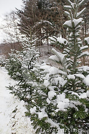 A closeup of a pine tree during winter. Stock Photo