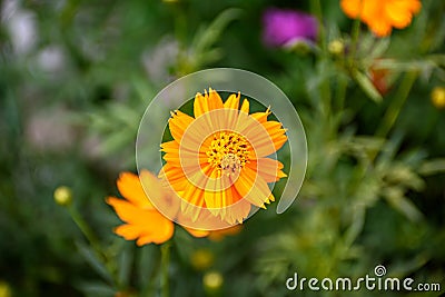 Closeup Picture of Sphagneticola flower or Sphagneticola trilobata, is commonly known as the Bay Biscayne creeping-oxeye, Stock Photo