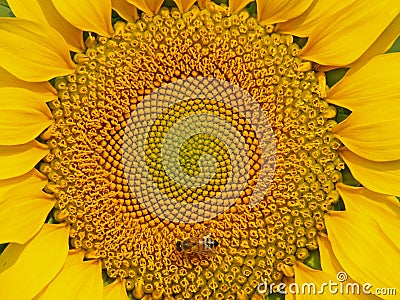 Closeup Picture of Sunflower Stock Photo