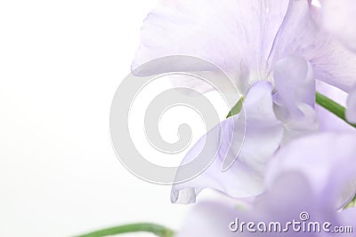 Closeup picture of Sweetpea Stock Photo