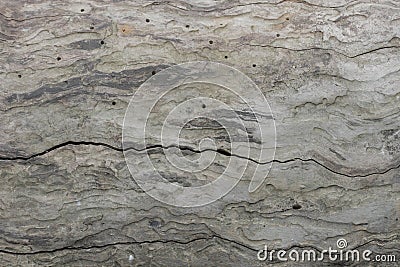 Closeup of piece of bark that was eaten by bark beetle Stock Photo