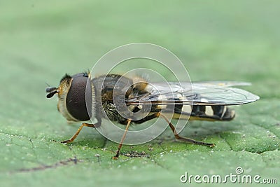 Closeup on a pied hoverfly, Scaeva pyrastri, sitting on a green leaf Stock Photo