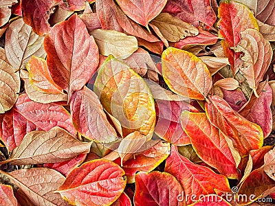 Closeup of a pile of autumn colorful persimmon leaves Stock Photo