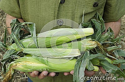 Closeup of pile of corn harvest on the male hands.Farmer holding maize harvest Stock Photo