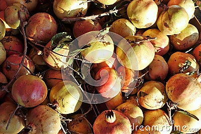 Pomegranates fruit vitamine freshness agriculture Stock Photo