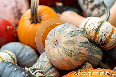 Closeup of a pile of pumpkins gathered in one place during the pumpkin patch Stock Photo