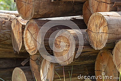 Closeup of pile of trunks of felled trees Stock Photo