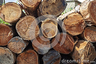 Closeup of pile of trunks of felled trees Stock Photo