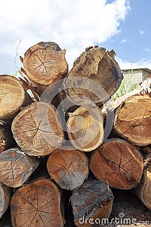 Closeup of pile of trunks of felled trees Stock Photo