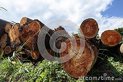 Closeup of pile of trunks of felled trees Stock Photo